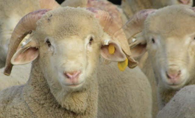 Late Gestation/Early Lactation Ewe Nutrition continued from page 4 To prevent pregnancy toxemia, increase energy intake during late gestation.