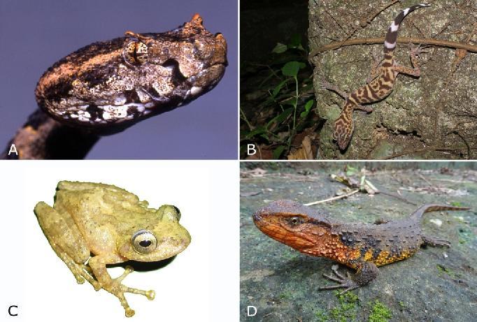 Figure 2. Some of the taxa described by our team from Vietnam: A) Protobothrops sieversorum (photo by T. Ziegler), B) Goniurosaurus catbaensis (photo by T. Ziegler), C) Gracixalus waza (photo by T.Q.