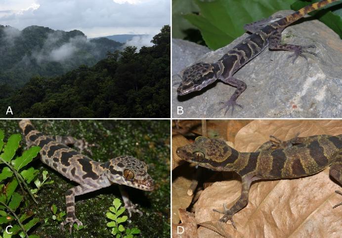 The extensive karst forest of Phong Nha - Ke Bang: A) with its cryptic bent-toed gecko diversity: B) Cyrtodactylus phongnhakebangensis, C) C. cryptus, and D) C. roesleri (photos by T.