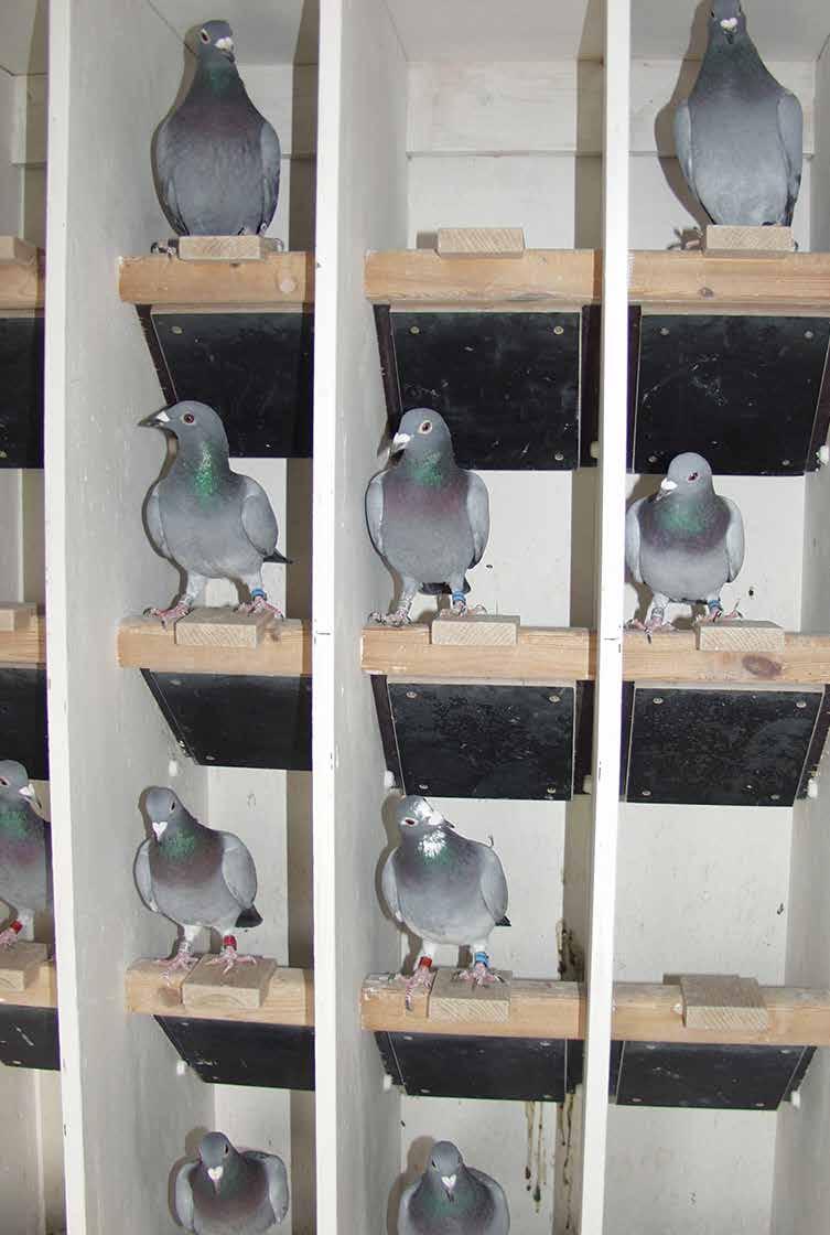 It is claimed that widowers lose their motivation if pigeons are removed from the loft during the racing season. I have never experienced that.