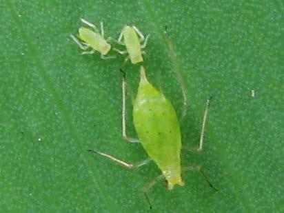 Green Peach Aphid Potato Aphid