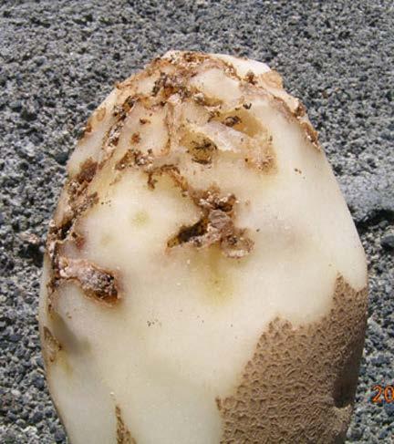 Tuberworm damage to potato tuber http://www.