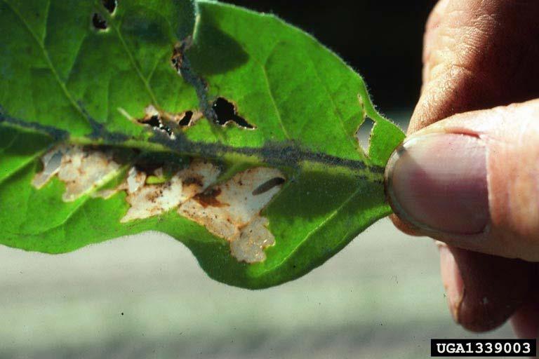 com/ Tuberworm mining damage to potato leaf