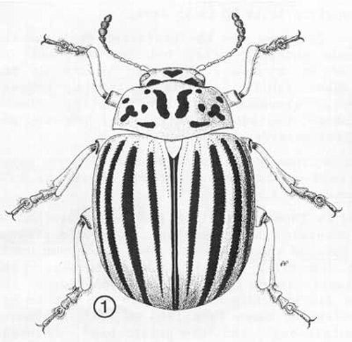 Colorado Potato Beetle Both adults and larvae eat leaves Can defoliate entire plant