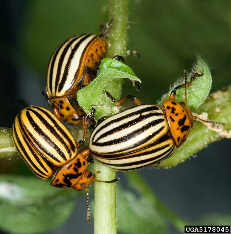 on each side, and 3/8" long Adults are yellowish with black stripes, round, and 3/8"