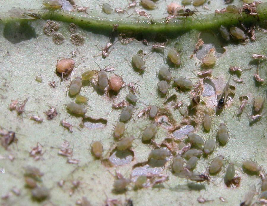 shaped aphids have