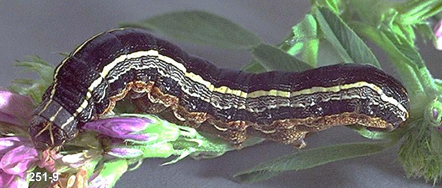 Caterpillars have the same body sections as other insects 1 Head 2 Thorax (with 3 pairs of true legs) 3 Abdomen (with prolegs,