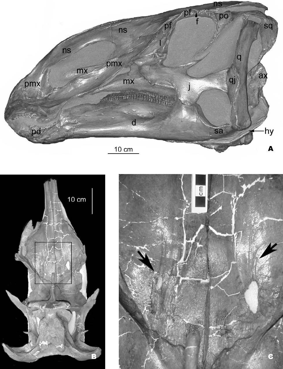 150 JOURNAL OF VERTEBRATE PALEONTOLOGY, VOL. 25, NO. 1, 2005 FIGURE 6. A, Brachylophosaurus canadensis skull, MOR 794, in left lateral view.