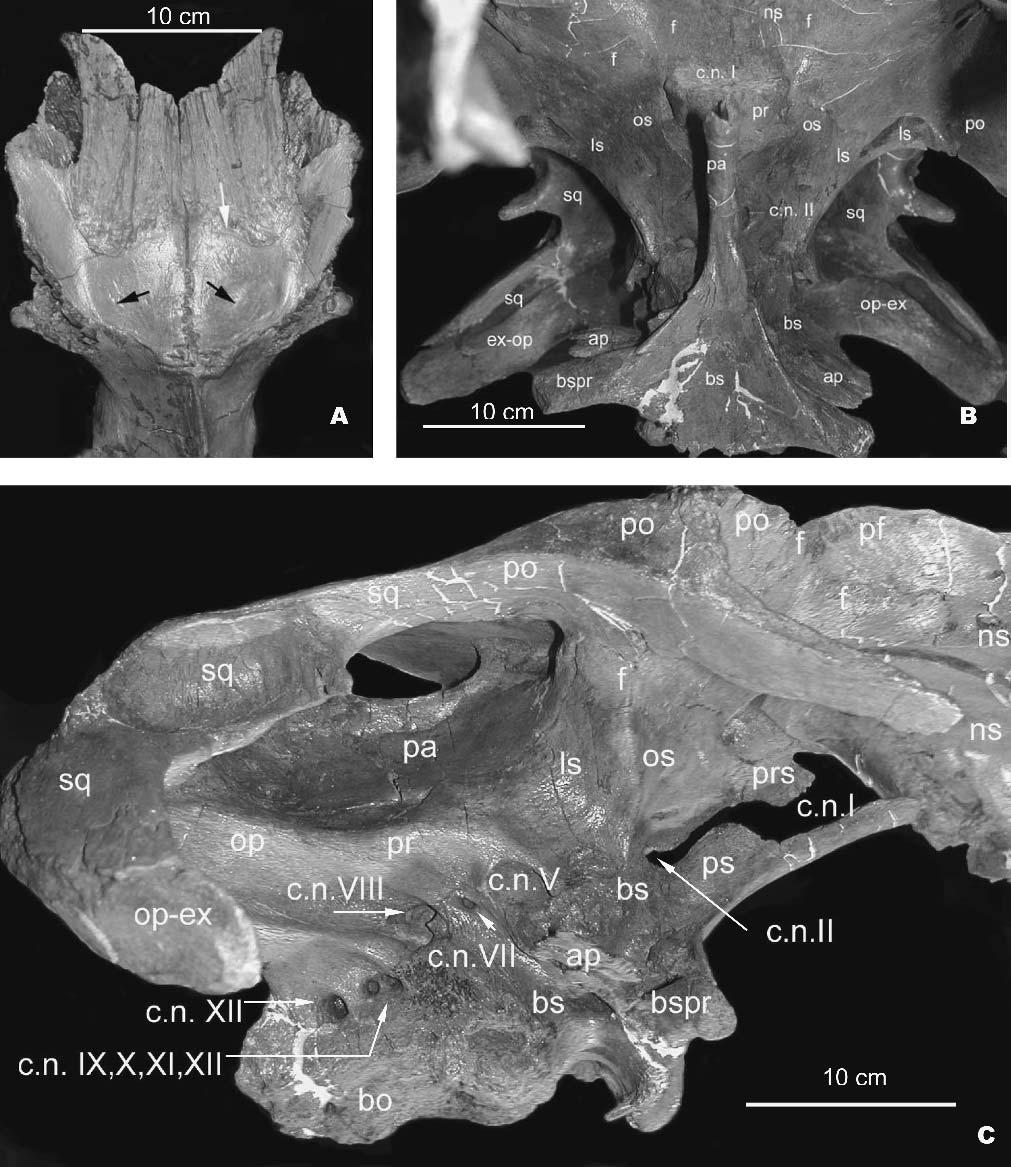 152 JOURNAL OF VERTEBRATE PALEONTOLOGY, VOL. 25, NO. 1, 2005 FIGURE 8. A, dorsal view of the frontal of a subadult Brachylophosaurus canadensis skull (MOR 1071 8-5 99 447).