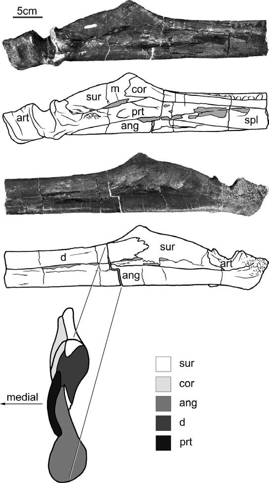 FIGURE 5. Photographs and interpretation of posterior fragments of left mandibular ramus of Dolichorhynchops bonneri, new combination, KUVP 40001.