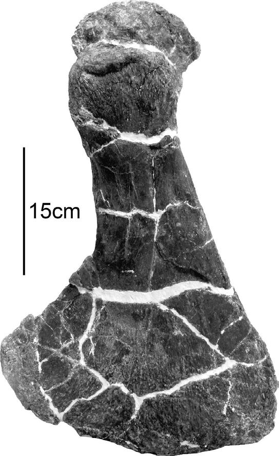 general, O Keefe and Carrano 2005). However the ischia exhibit the same relative proportions as in other polycotylids, and are not elongated as in Polycotylus. FIGURE 6.