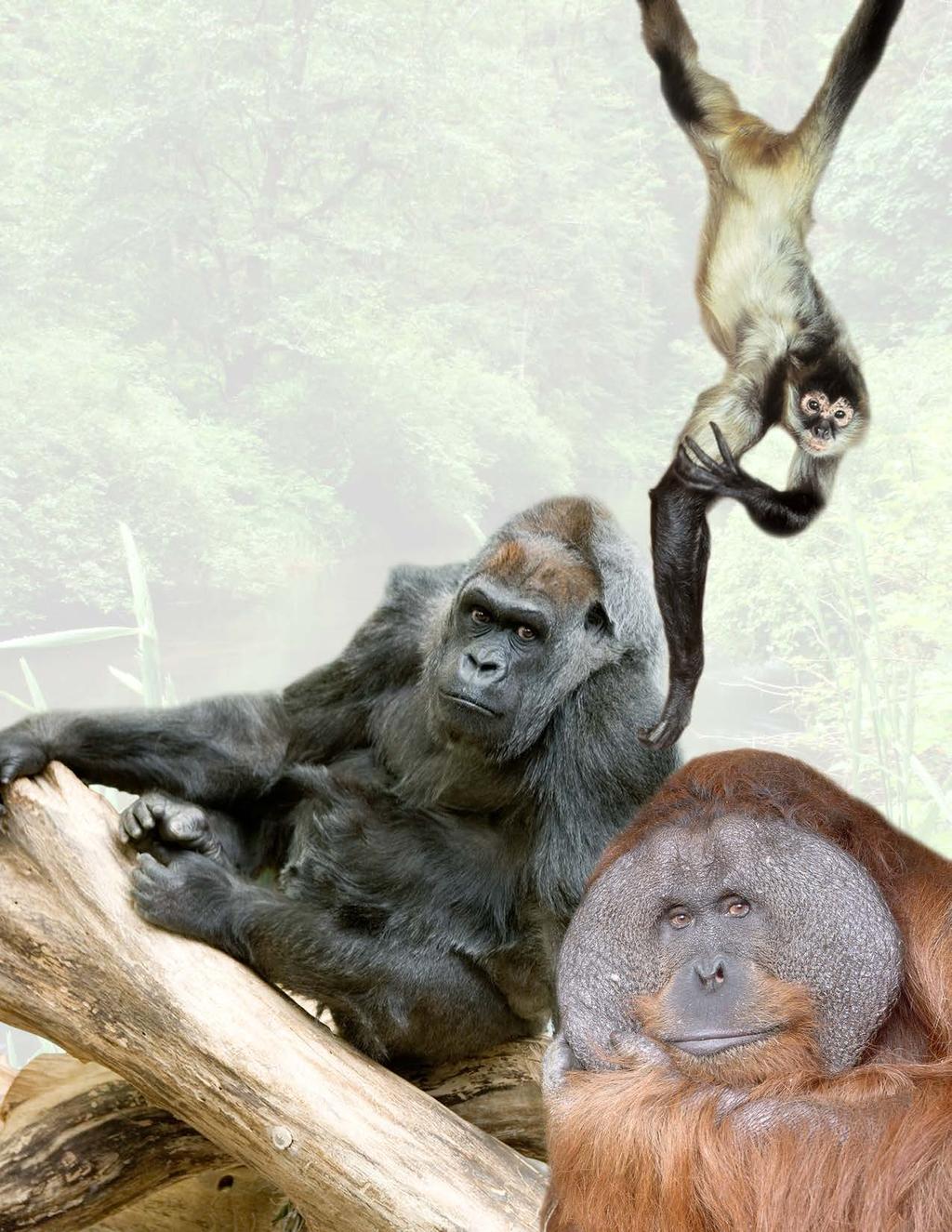 Stearns Family Apes of Africa Bonobo Western Lowland Gorilla Primates of the World Black-handed Spider Monkey Eastern Black-and-white Colobus Goeldi s Monkey Japanese Macaque Mandrill Orangutan
