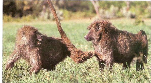 Baboons (Papio hamadryus) Baboons are only found in Africa. They are the best adapted of all monkeys to a terrestrial life.