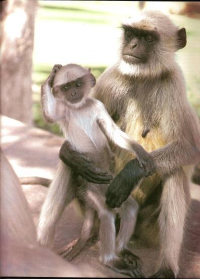 Langur Monkeys: More About Specific Asian Langurs The Asian langurs belong to the family Cercopithecidae and subfamily colobinae.