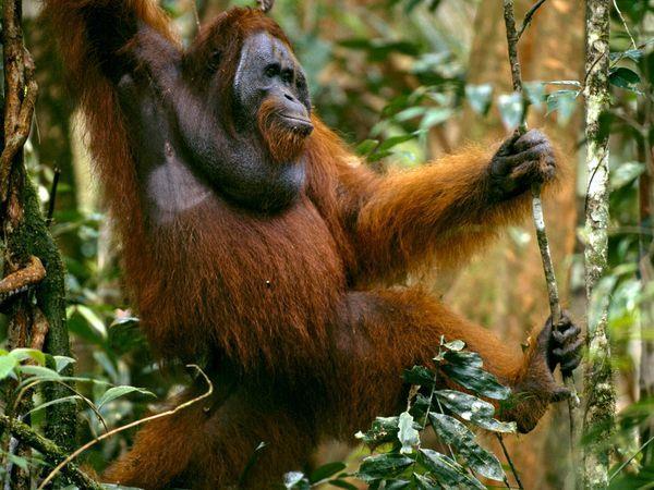 The Orangutan: Person of the Forest The Orangutan is the only Great Ape to live outside Africa. It is also the most arboreal of the Great Apes.