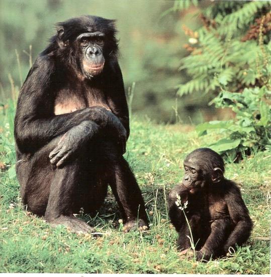 Bonobo (Pan paniscus) Profile Distribution: Central Africa Democratic Republic of Congo only Habitat: Humid forest only Diet: Mostly fruit, but also leaves, flowers and seeds Life history: Similar to