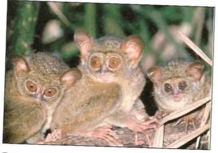 The odd ones out: the dry-nosed prosimians: Tarsiers don t fit neatly into either the prosimians or anthropoids. They share characteristics of both suborders, with features unique to themselves.