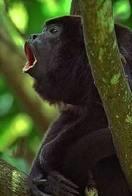 Howler monkey (Alouttaspp) Vital Statistics: Size: Head and body 56-92cm, tail 59-92cm, 4-10kg. Males often lager, and sometimes the males are black while the females are yellow- Brown.
