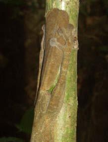 Leaf-tailed geckos Uroplatus fimbriatus (above)