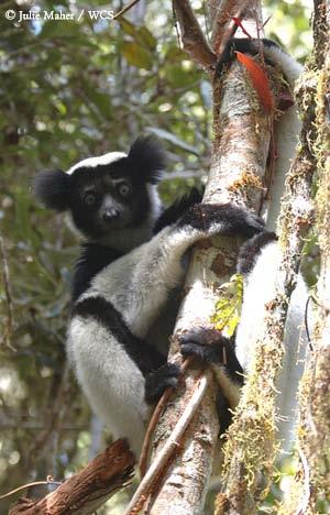 Mammals of Madagascar LEMURS Lemurs are a group of primates found only on the island of Madagascar. Today there are around 60 types of lemurs that live in virtually every habitat across the island.
