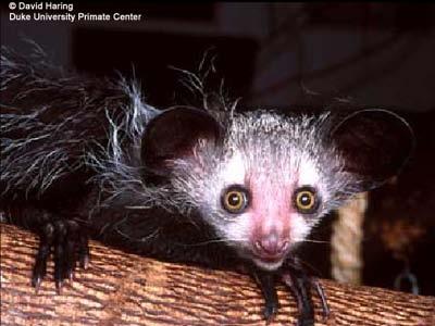 This nocturnal and reclusive lemur looks like it has been assembled from a variety of animals.