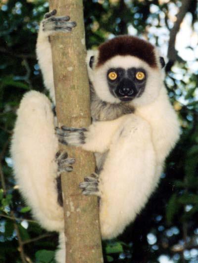 Verreaux s Sifaka Verreaux's sifaka lives in the dry forests of western and southern Madagascar