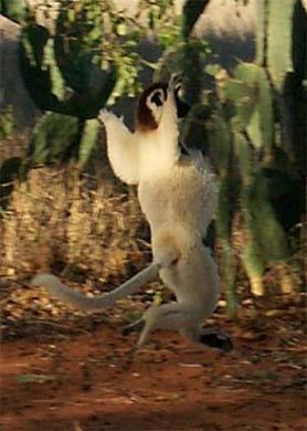 Sifakas do not move about on all fours -- instead they sashay on their hind legs while holding their