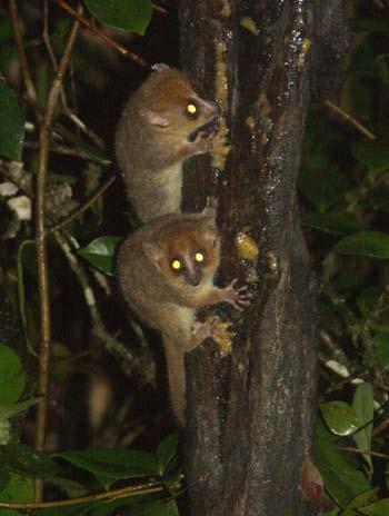Mouse lemurs Mouse lemurs are tiny primates found widely in Madagascar.