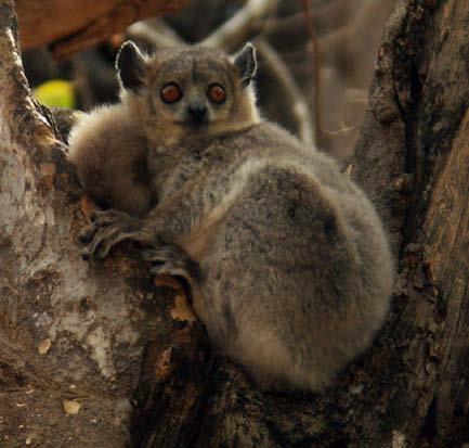 These lemurs are highly territorial and practice communal care for infants which are kept in nests rather than being carried on the
