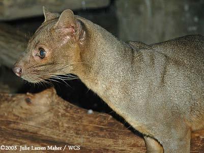 CARNIVORES & TENRECS Fossa The fossa is a carnivore that is related to a mongoose and looks like a
