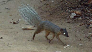 Fossas are nocturnal creatures that hunt almost any animal including insects, reptiles, rodents and