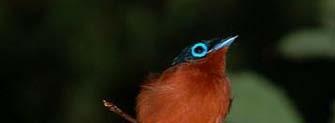 Madagascar Paradise Flycatcher