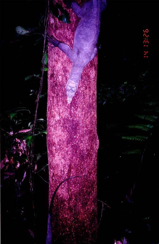 BIAWAK VOL.8 NO. 1 28 Fig. 14. Two butaan descending Canarium tree, 14th August 2003.