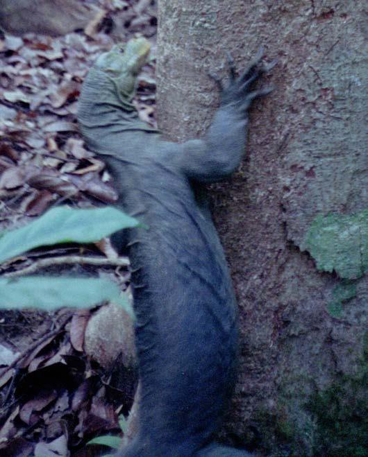 25 BENNETT & CLEMENTS - CAMERA TRAPS FOR FRUGIVOROUS MONITOR LIZARDS Figs. 6 & 7. Adult and juvenile butaan at fruiting Canarium. butaan used particular shelter trees at different times.