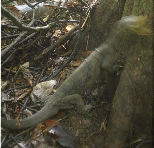 significant risks if local hunters learn the identity of trees which are used by many lizards.
