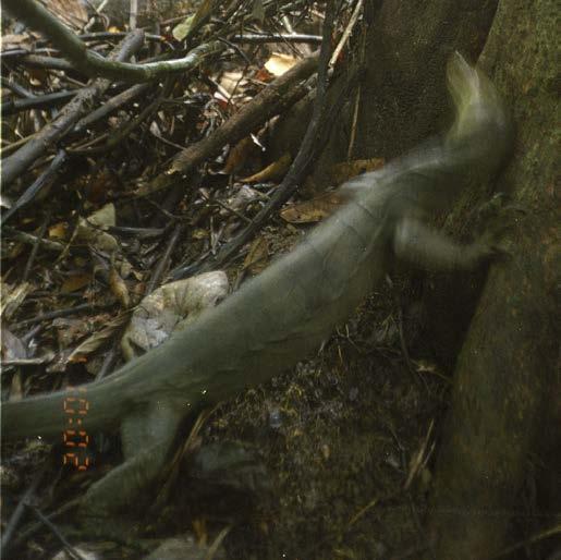 Hunters normally catch frugivorous monitor lizards either with noose traps placed along trails or by random searches, often with dogs, that disturb lizards on the ground.