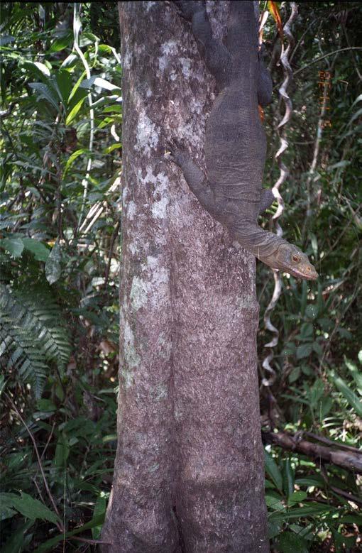 27 BENNETT & CLEMENTS - CAMERA TRAPS FOR FRUGIVOROUS MONITOR LIZARDS Fig. 12. Adult butaan descending from shelter tree. Fig. 13. Butaan entering shelter crevice.