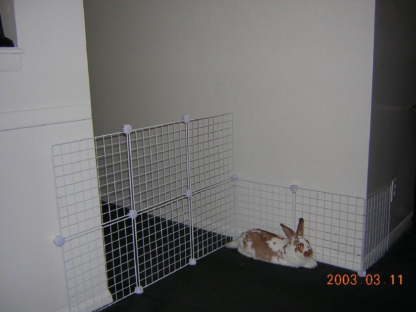 Your bunny needs to be able to hop around quite a bit, and also to stretch out. Remember, he s probably going to be spending a lot of time in the pen or cage.