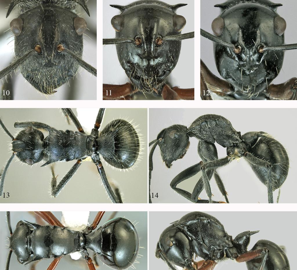 Australian Entomologist, 2013, 40 (3) 149 Figs 10-18.