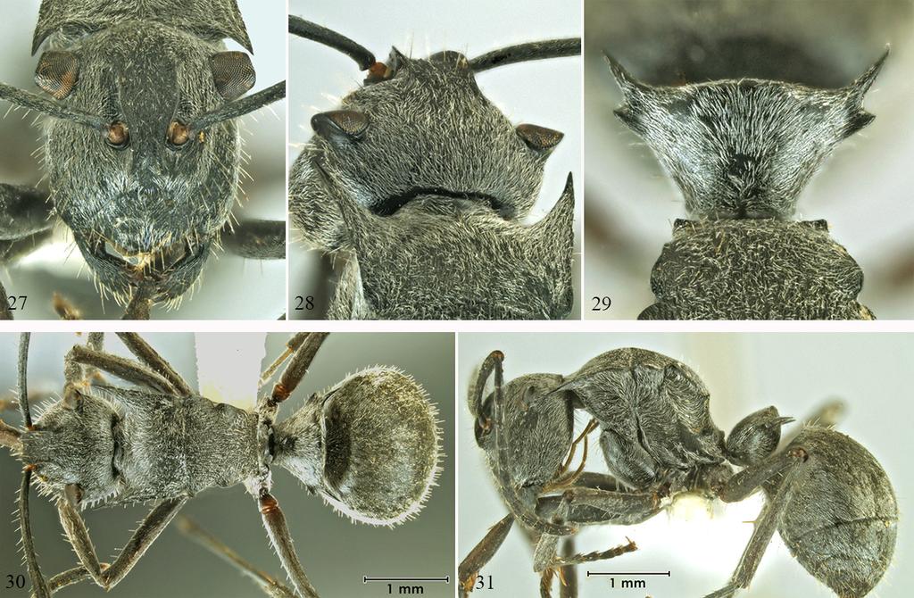 Australian Entomologist, 2013, 40 (3) 157 Figs 27-31.