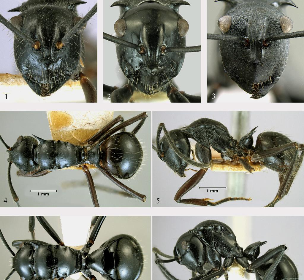 144 Australian Entomologist, 2013, 40 (3) Figs 1-9.