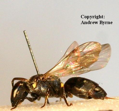Hylaeus (White faced bees) 4 Irish species Hylaeus brevicornis Hylaeus communis Hylaeus confusus Hylaeus hyalinatus Small, black body, almost