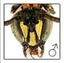Hylaeus males have a look at the face If the face