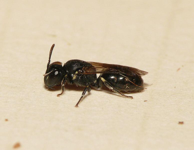 Hylaeus females have a look at the antennae If the antennae is entirely black it is either Hylaeus communis or Hylaeus