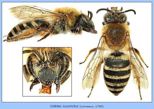 Colletes succinctus medium sized solitary species, but largest Colletes species in Ireland (10-13mm) thorax with reddish hair (fades with age) both males and females with prominent bands of white