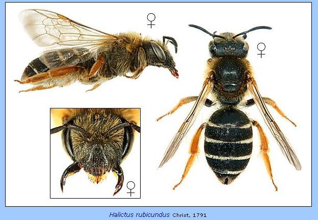 Halictus (Sweat bees) With care females can be identified in the field 2 Irish species Halictus rubicundus medium sized solitary species (9-12mm) females have ginger hairs on thorax, obvious white