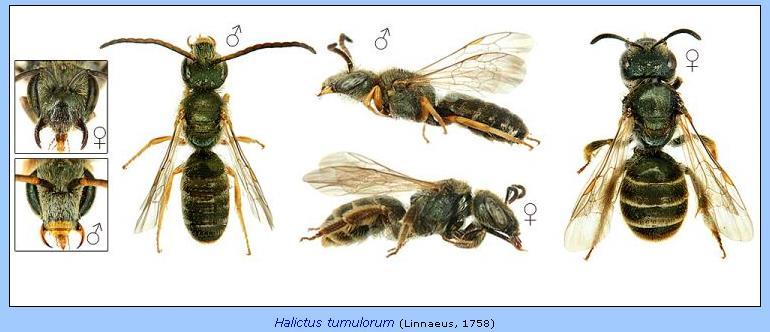 Halictus tumulorum small sized solitary species (6-8mm) rarely recorded females have a shiny abdomen with thin white hair bands and dull orange/brown hind legs males are smaller and