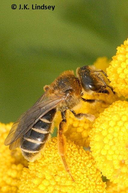 Lasioglossum 11 Irish species Mainly small bees, often black Three of the 11 species