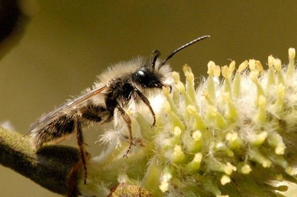 Andrena (Mining bees) 26 Irish species Very variable in form and occur from large species to very small Found in a variety of habitats The solitary bee most
