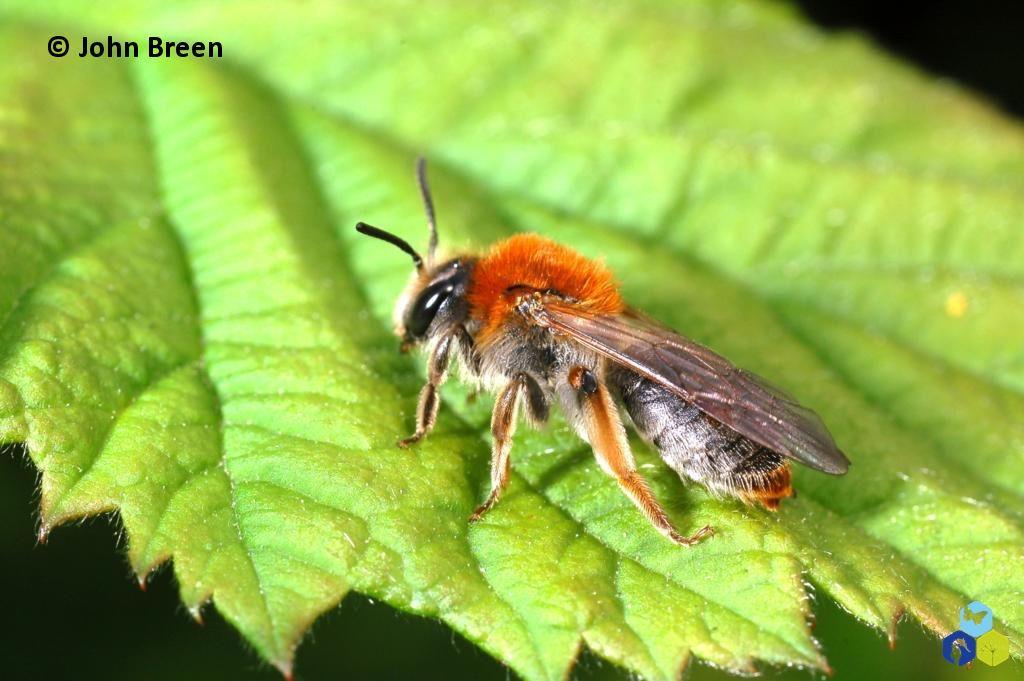 Three Andrena species have females that can be identified in the field Andrena haemorrhoa The females are black, with a ginger thorax, orange hind legs, and distinctive red hairs at the tip of the